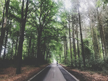 Road amidst trees in forest