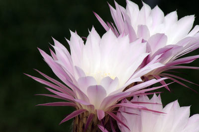 Close-up of purple flowering plant