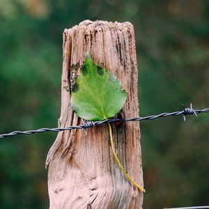 Close-up of leaf on wooden fence