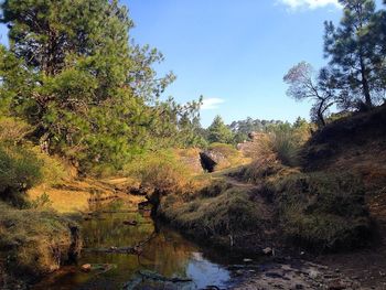Reflection of trees in water