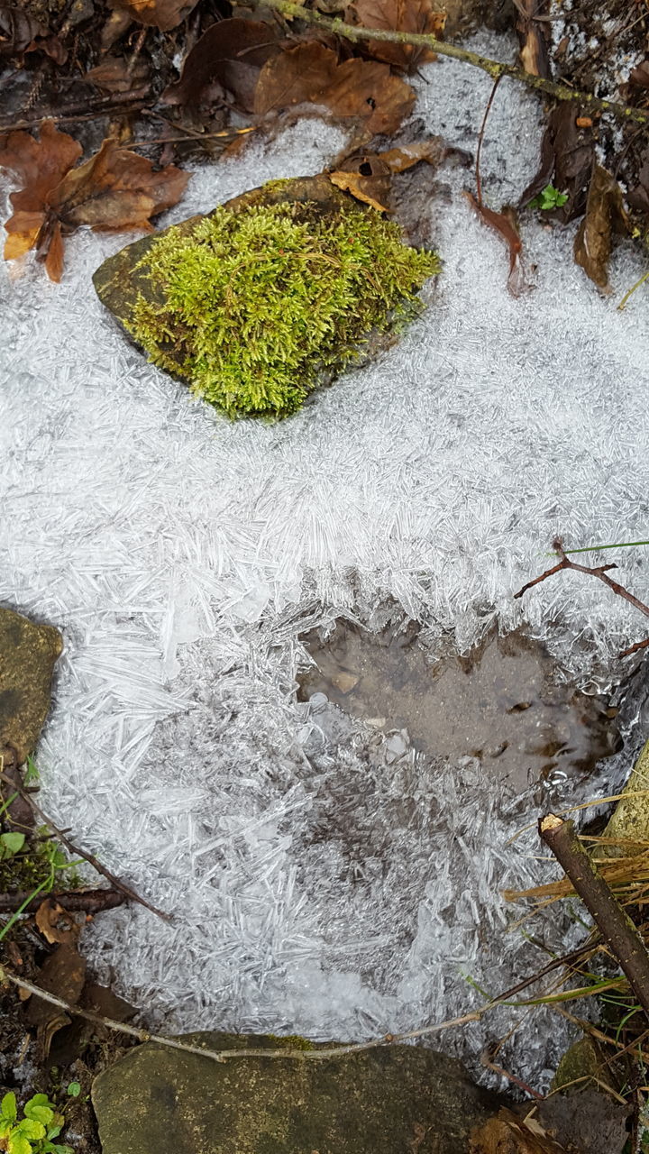 HIGH ANGLE VIEW OF MOSS GROWING ON ROCK