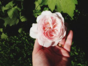 Close-up of hand holding rose flower