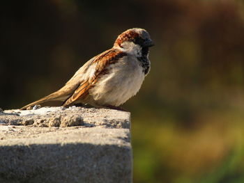 Close-up of sparrow bird on the rocks