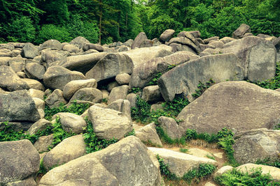 Plants growing on rocks in forest