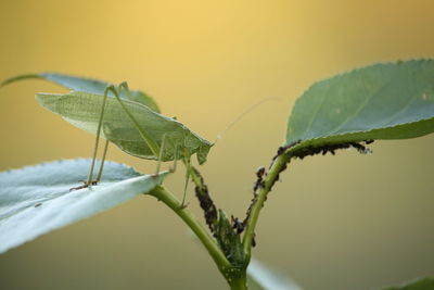 Close-up of insect on leaf