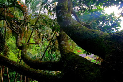 Close-up of tree trunk in forest