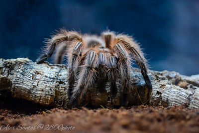 Close-up of spider on rock