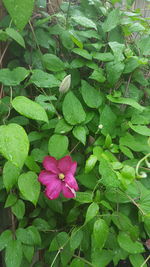 Close-up of wet flowers