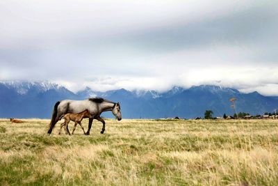 Side view of horse on field