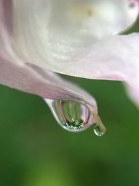 Close-up of water drop on flower