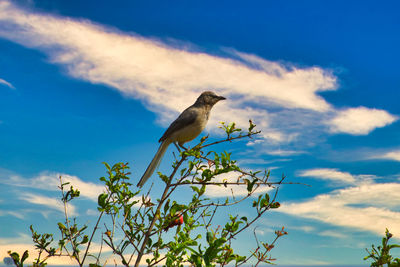 Low angle view of bird perching on tree against sky