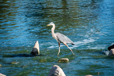 High angle view of heron on rock in lake