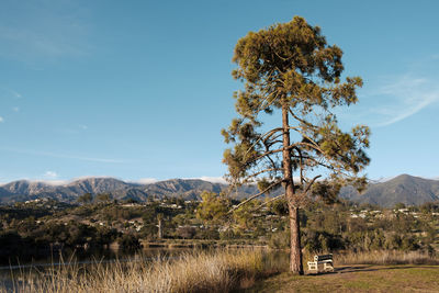 Trees on field against sky