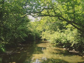 Scenic view of river amidst trees in forest