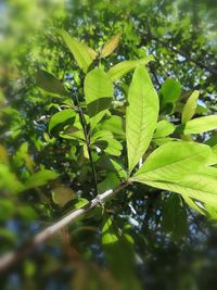 Close-up of green leaves on tree