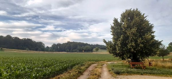 Scenic view of agricultural field against sky