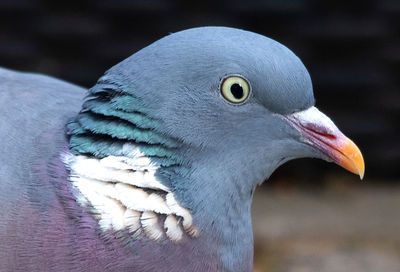 Close-up of a bird