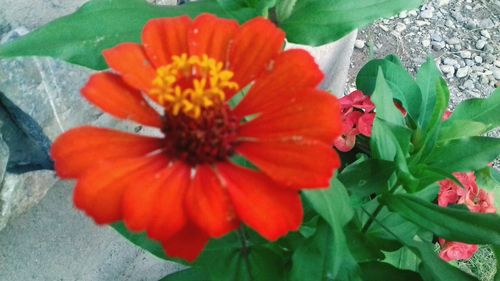 Close-up of red hibiscus blooming outdoors