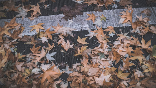 High angle view of maple leaves