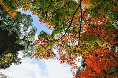 Low angle view of maple tree against sky