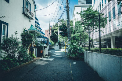 Road amidst trees in city