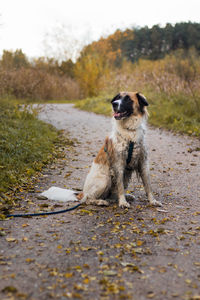 Dog running on field