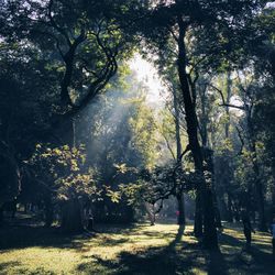 Scenic view of trees