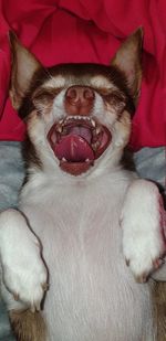 Close-up portrait of a dog