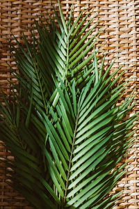 Close-up of palm tree leaves