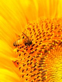 Extreme close-up of insect on yellow flower