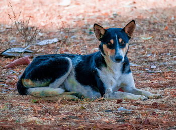 Portrait of dog relaxing on land