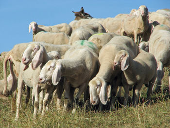 Sheep in grass against clear sky