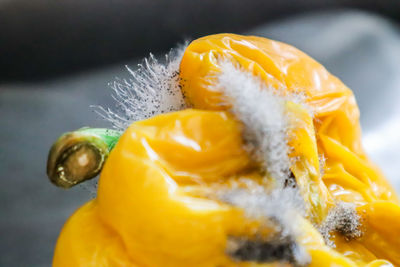 Close-up of orange fruit