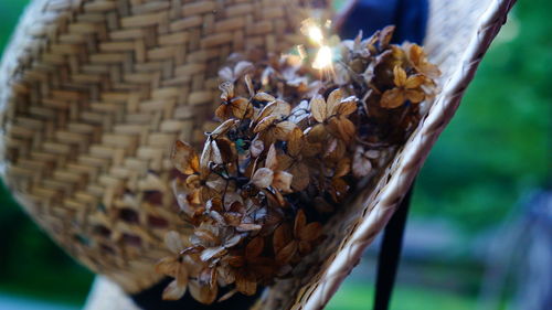 Close-up of dried plant in hat