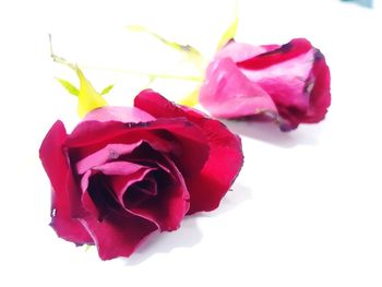 Close-up of pink rose against white background