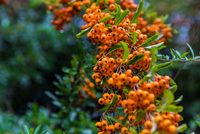 Close-up of orange flowering plant