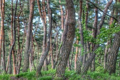 Trees in forest