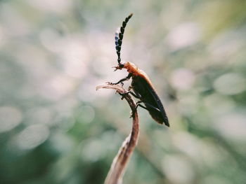 Close-up of insect on plant