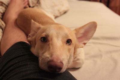 Close-up portrait of dog