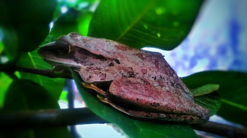 Close-up of frog on metal