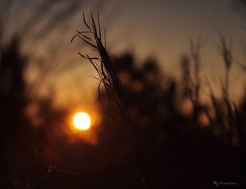 Close-up of orange sun