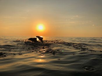 Silhouette swimming in sea against sky during sunset