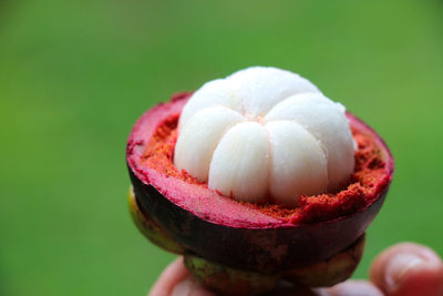 Selective focus firm white pulp of mangosteen from the delicious taste of fruit of thailand famous