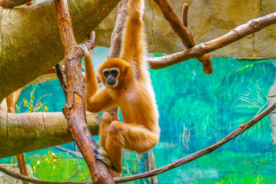 Monkey sitting on tree branch in zoo