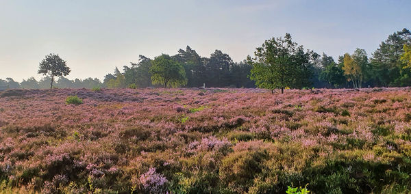 Scenic view of flowering trees on field against sky