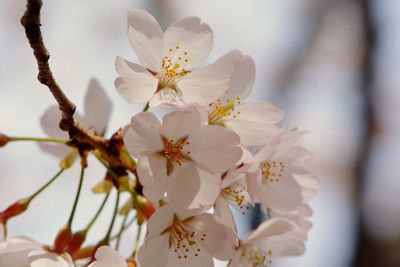 Close-up of white flowers