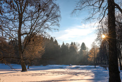 Trees on snow covered field against sky