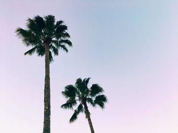 Low angle view of palm tree against clear sky