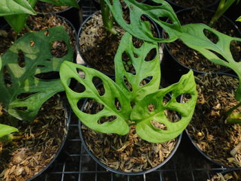 High angle view of monstera plant on green house