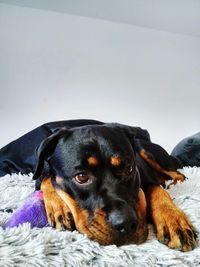 Portrait of black dog on bed